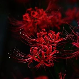 Meet your Posher, Kalaya